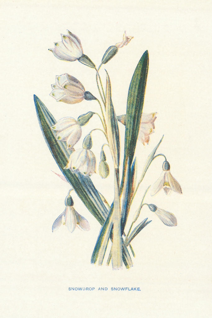Snowdrop . Wild Flowers by Frederick Edward Hulme c1895 old antique print